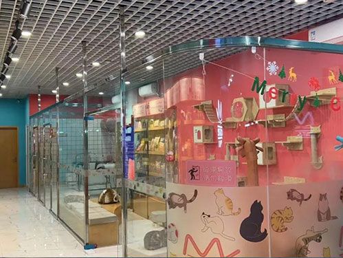 新店開業 | 貓有家(成都龍湖上城)~貓咪主題店開業啦!